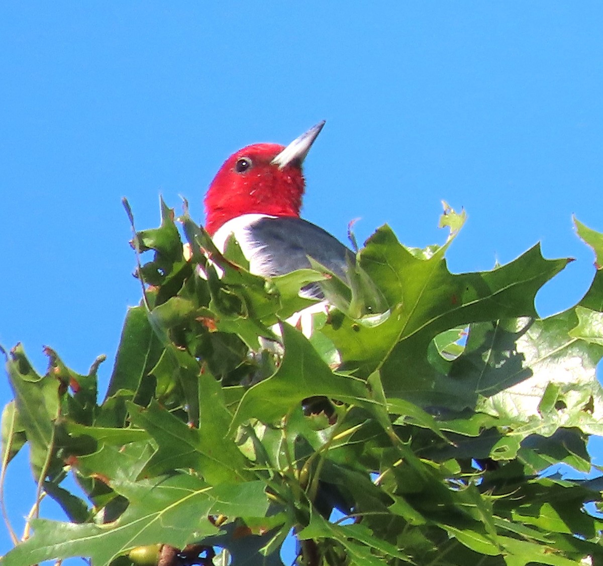 Red-headed Woodpecker - ML623368041