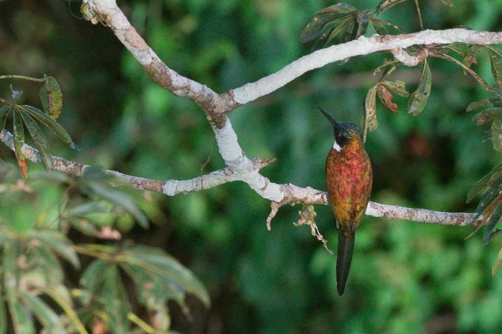 Purplish Jacamar - ML623368101