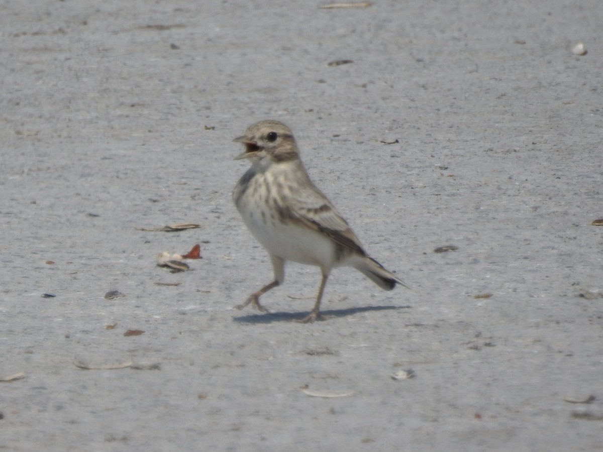 Sand Lark - ML623368236