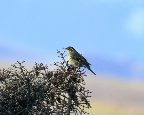 Varied Thrush - ML623368258