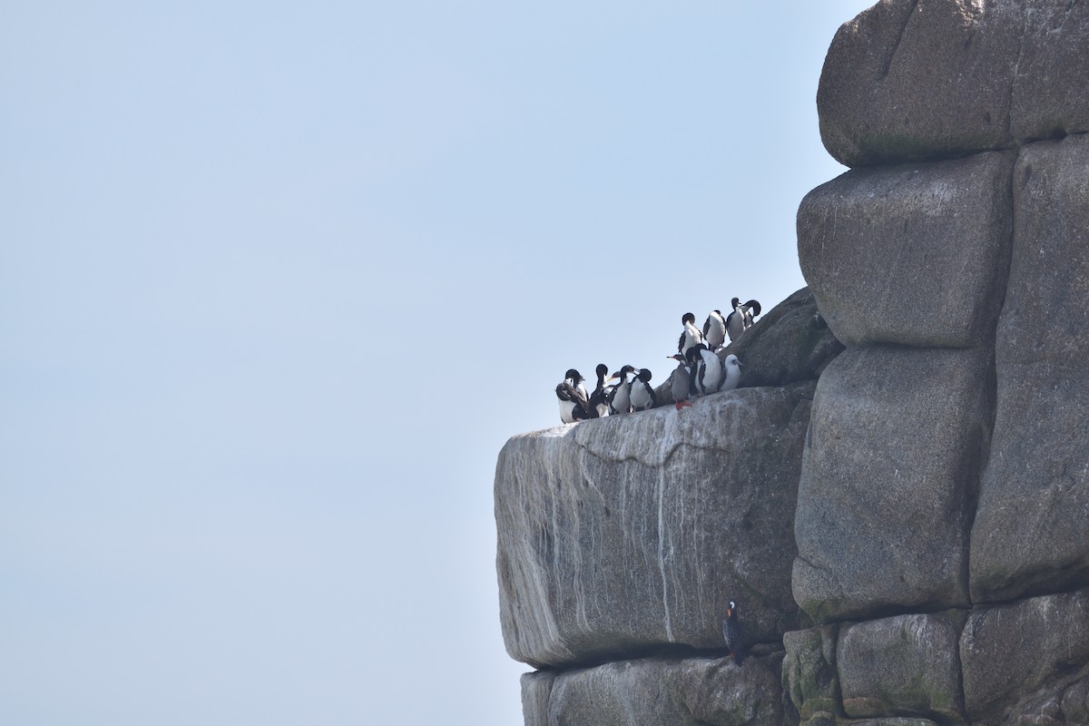 Guanay Cormorant - Medio Ambiente El Quisco