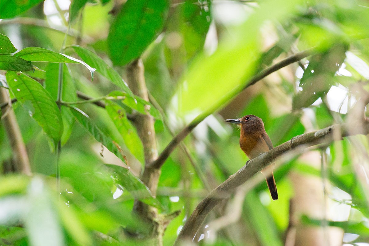 Brown Nunlet - ML623368299