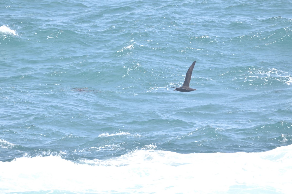 Southern Giant-Petrel - Medio Ambiente El Quisco