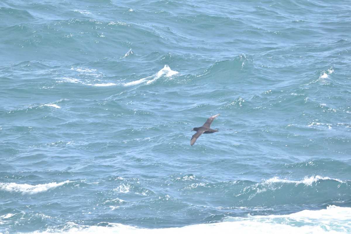 Southern Giant-Petrel - Medio Ambiente El Quisco