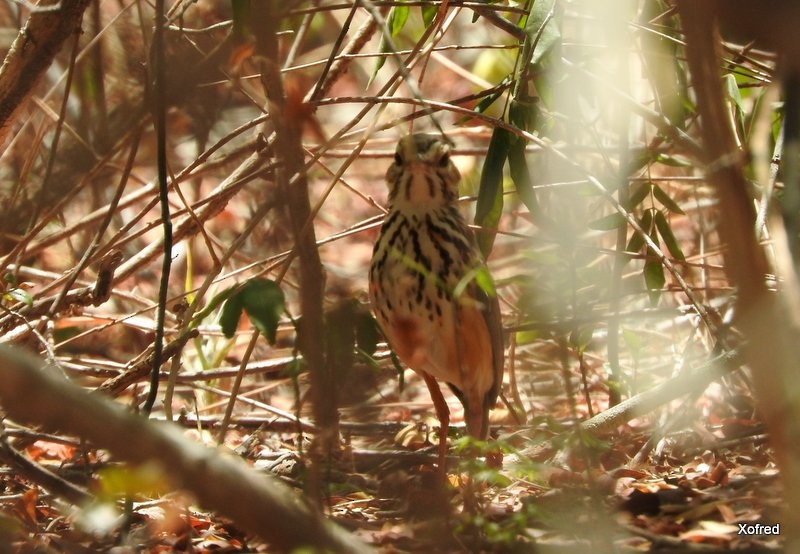 White-browed Antpitta - ML623368431