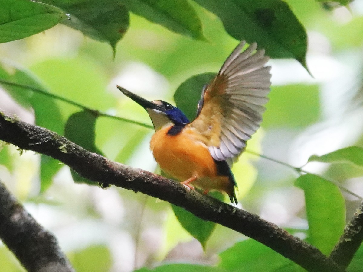 Papuan Dwarf-Kingfisher - ML623368460