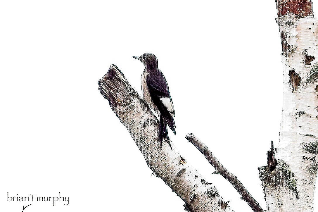 Red-headed Woodpecker - ML623368471