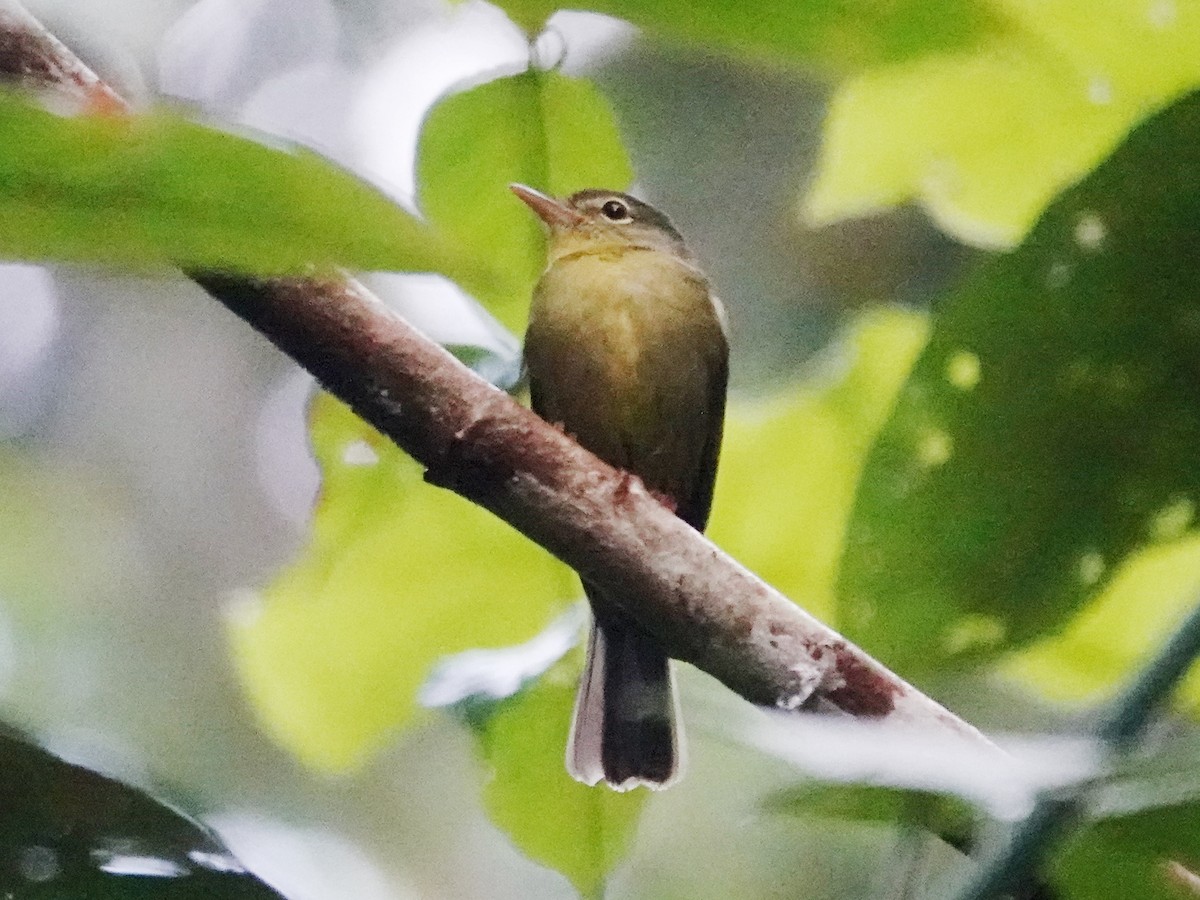 Olive Flyrobin - ML623368476