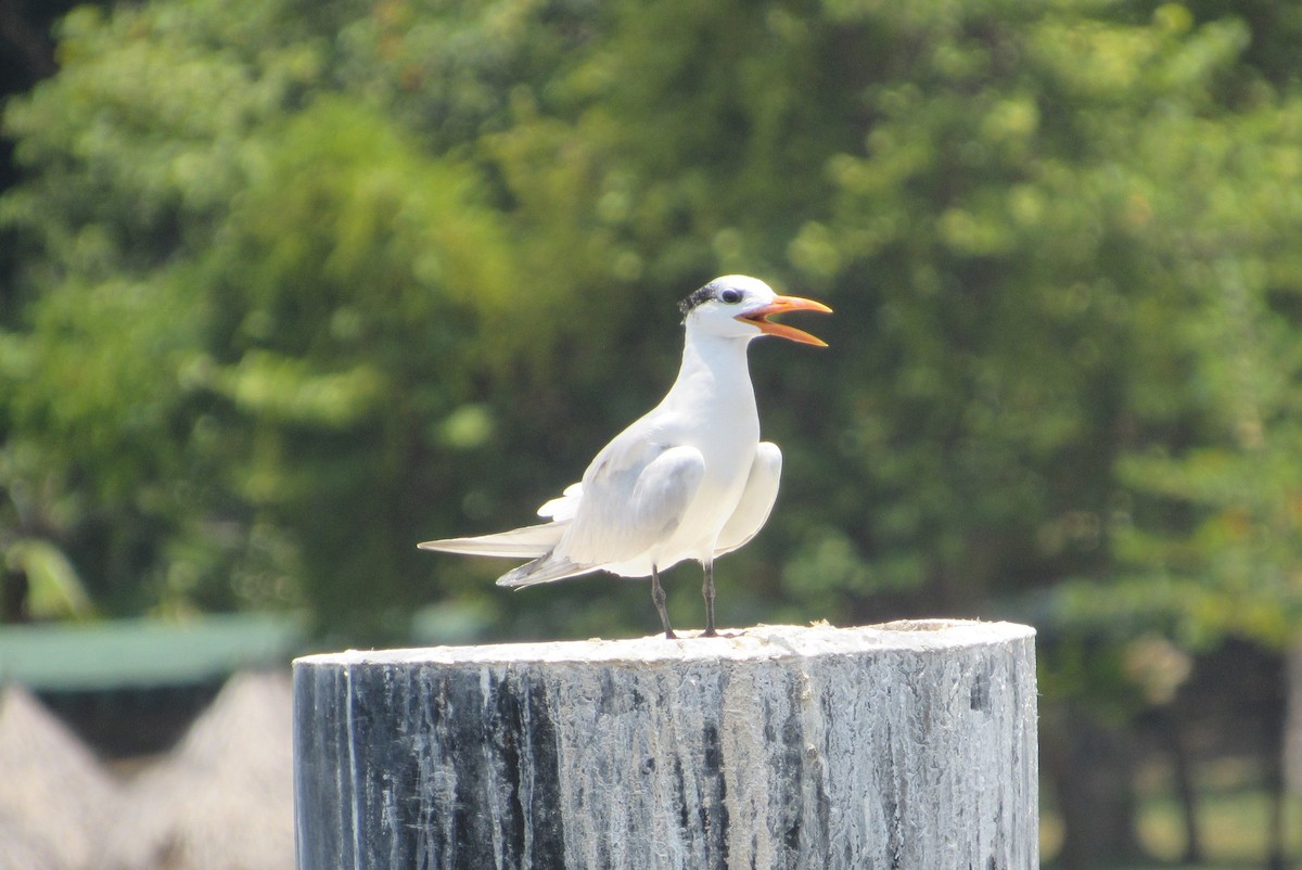 Royal Tern - ML623368483