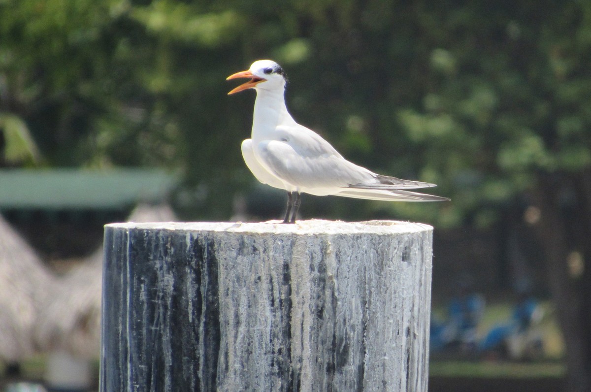 Royal Tern - ML623368484