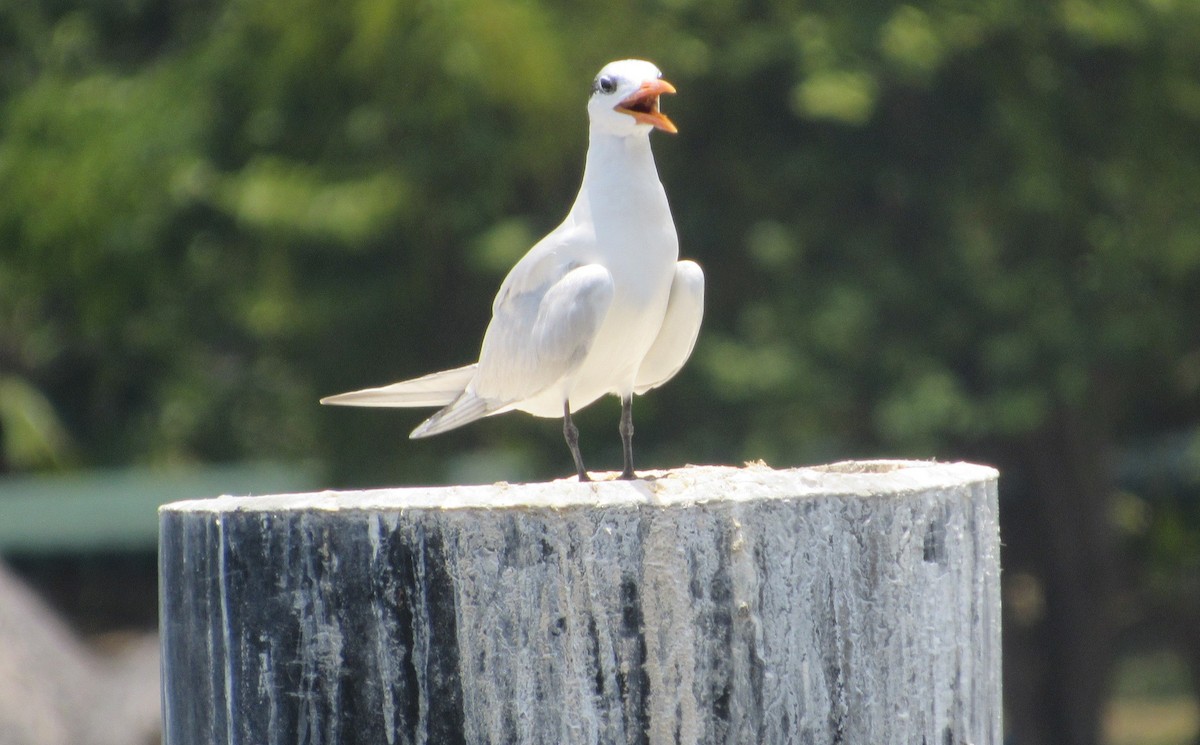 Royal Tern - Alejandro  Luy