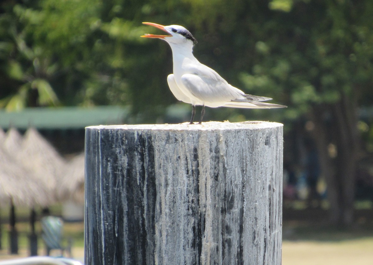 Royal Tern - ML623368486