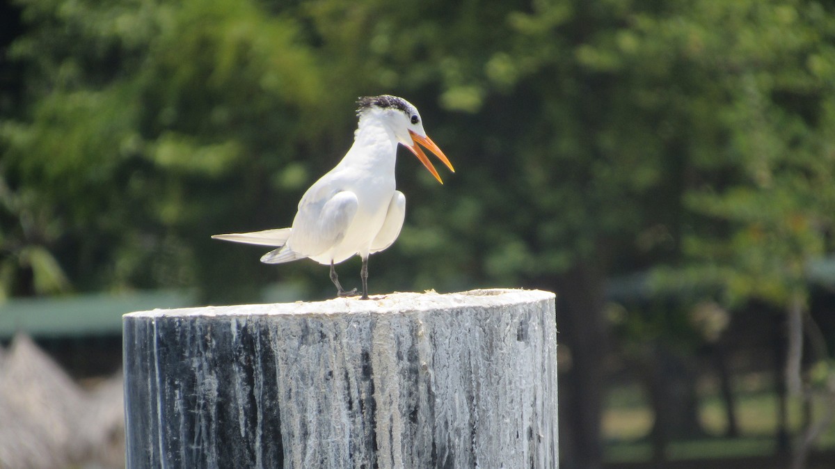 Royal Tern - ML623368487