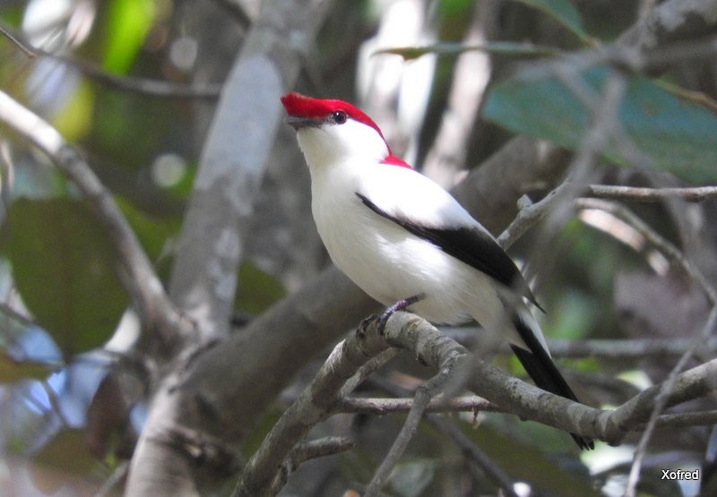 Araripe Manakin - ML623368531