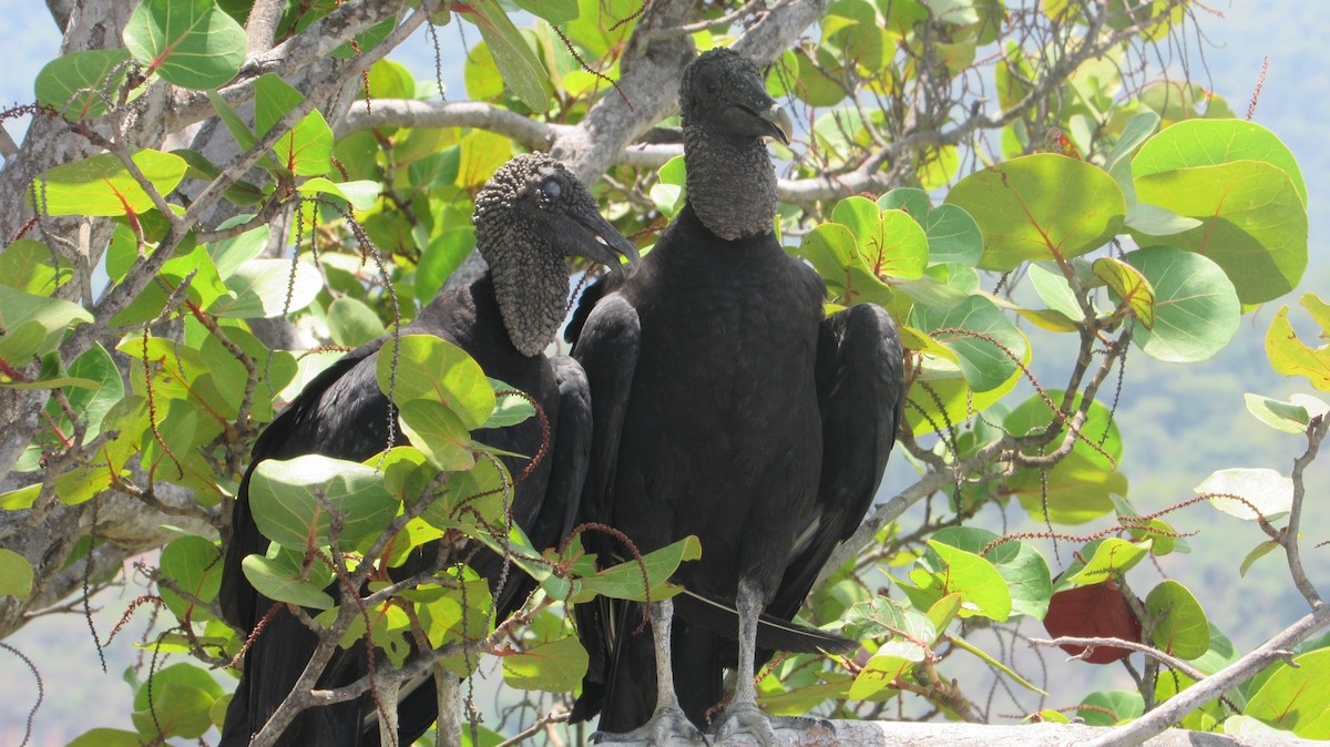 Black Vulture - ML623368583