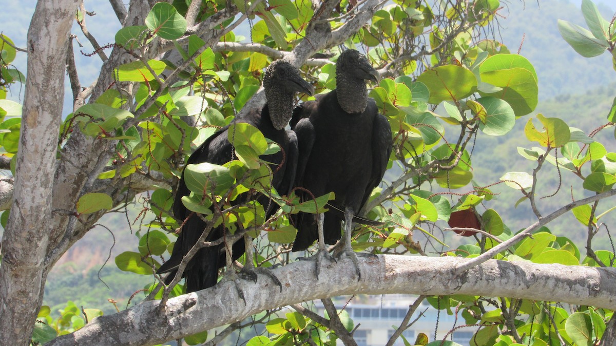 Black Vulture - ML623368584