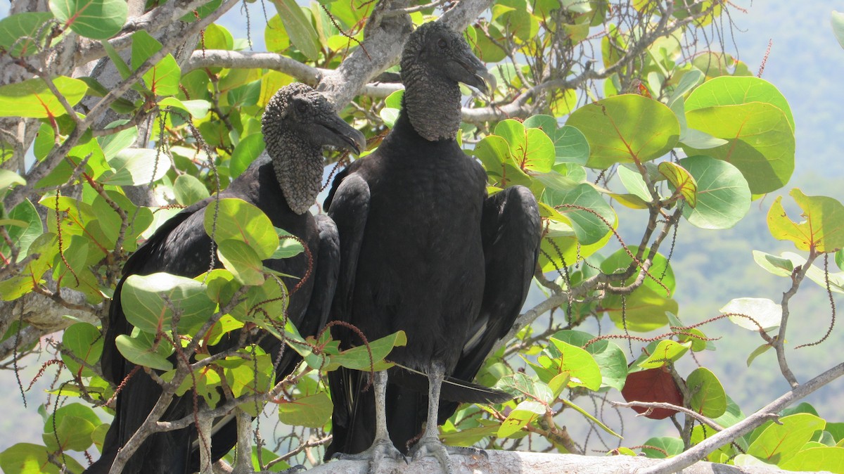 Black Vulture - ML623368585