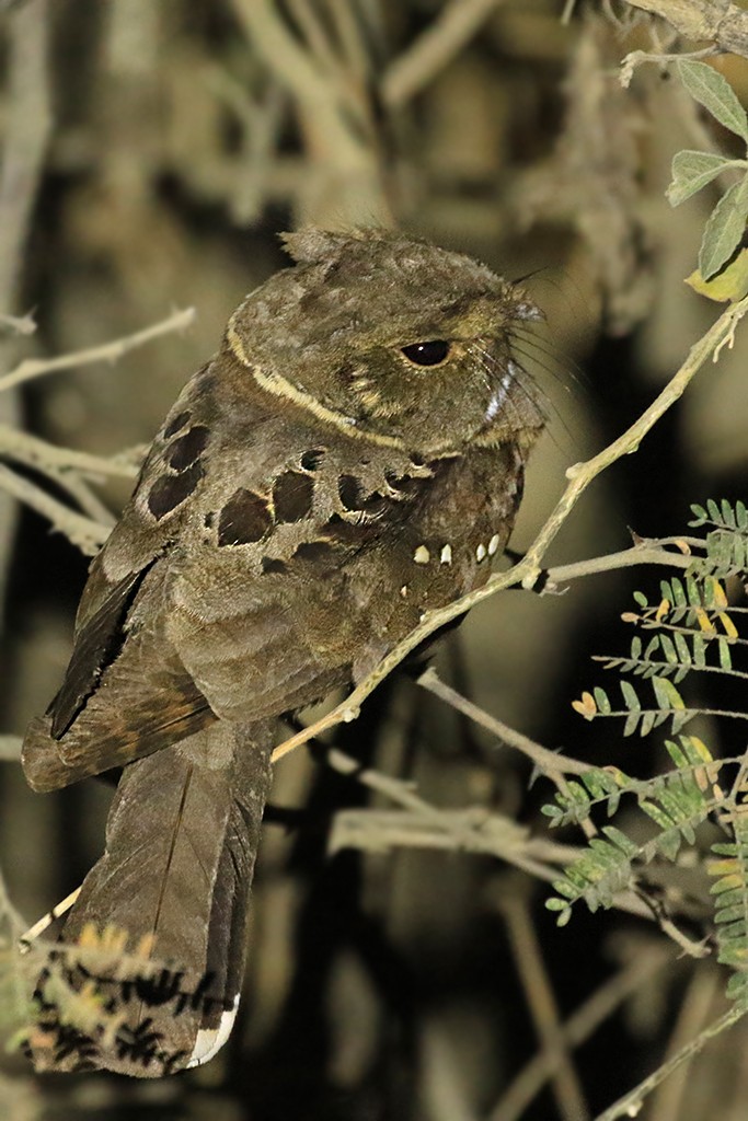 Eared Poorwill - ML623368588