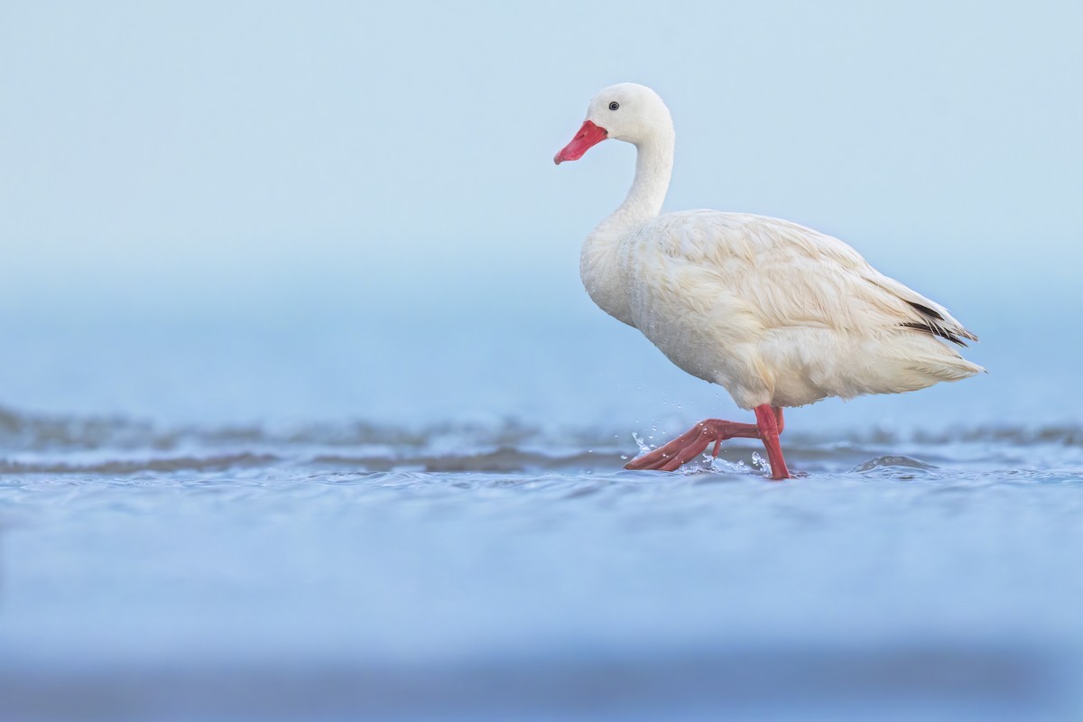 Koskoroba Kuğusu - ML623368603