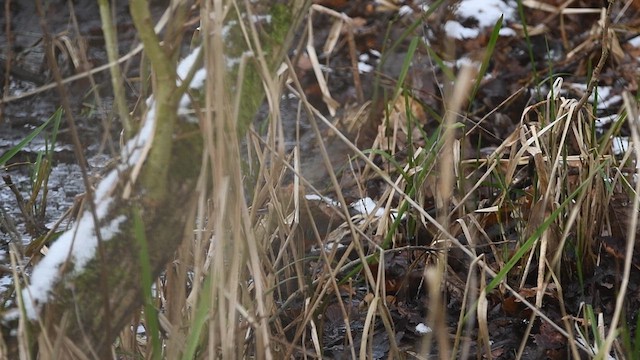 Water Rail - ML623368643