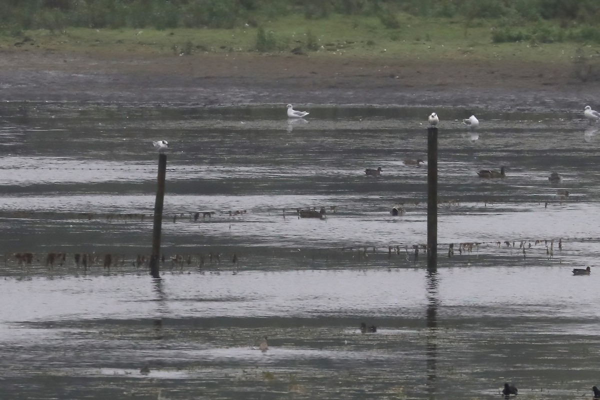 Sandwich Tern - KP Duncan