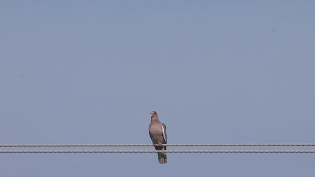 Bare-eyed Pigeon - ML623368692