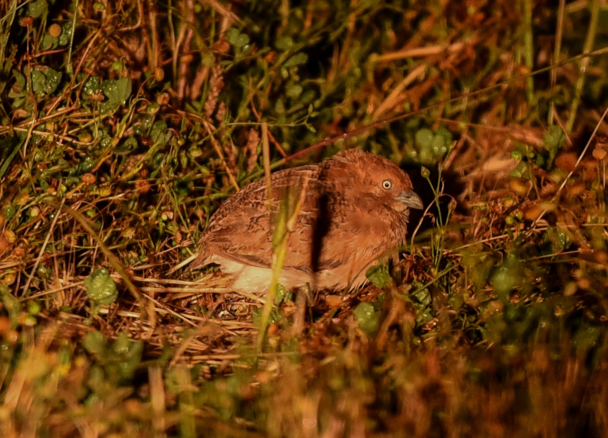 Little Buttonquail - ML623368696