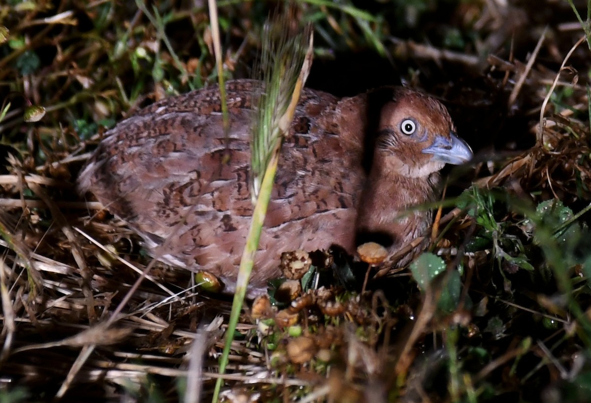 Little Buttonquail - ML623368697