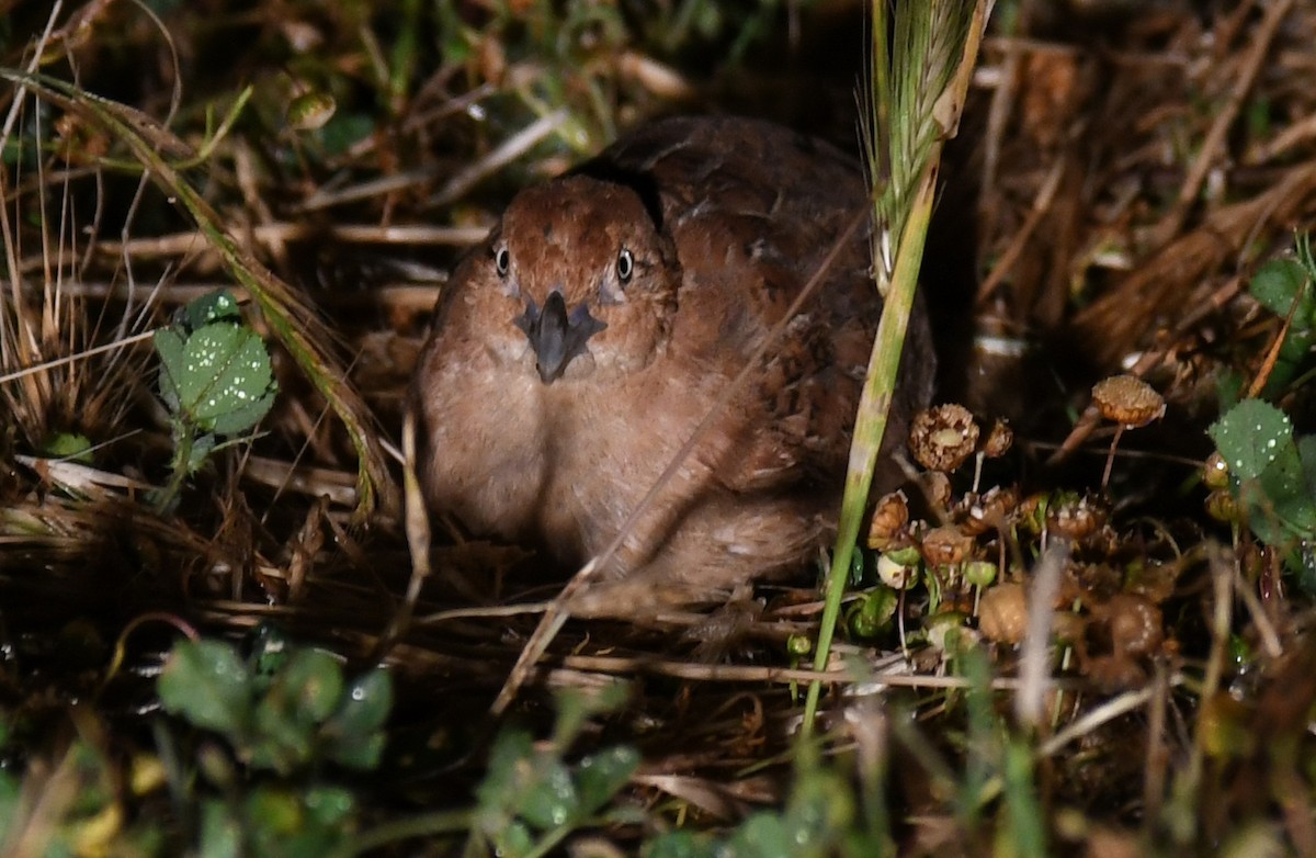 Little Buttonquail - ML623368698