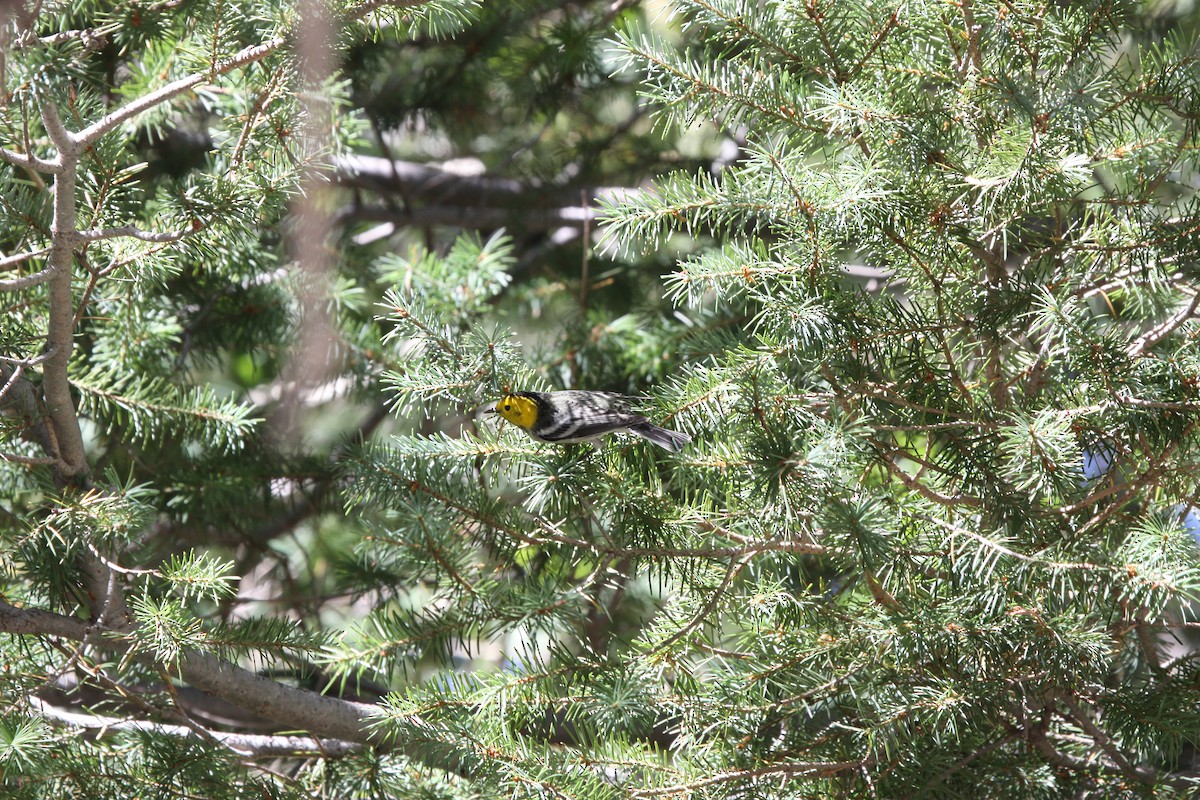 Hermit Warbler - Guy David