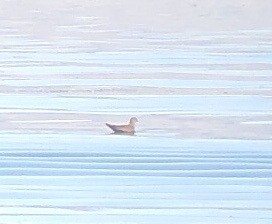 Long-tailed Jaeger - ML623368748