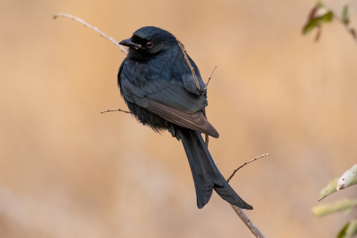 drongo africký - ML623368756