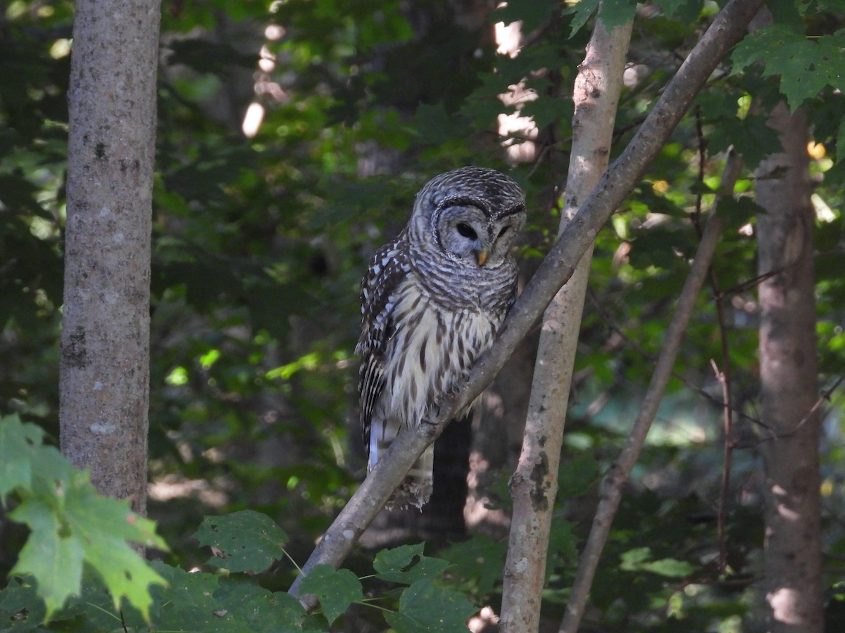 Barred Owl - ML623368830