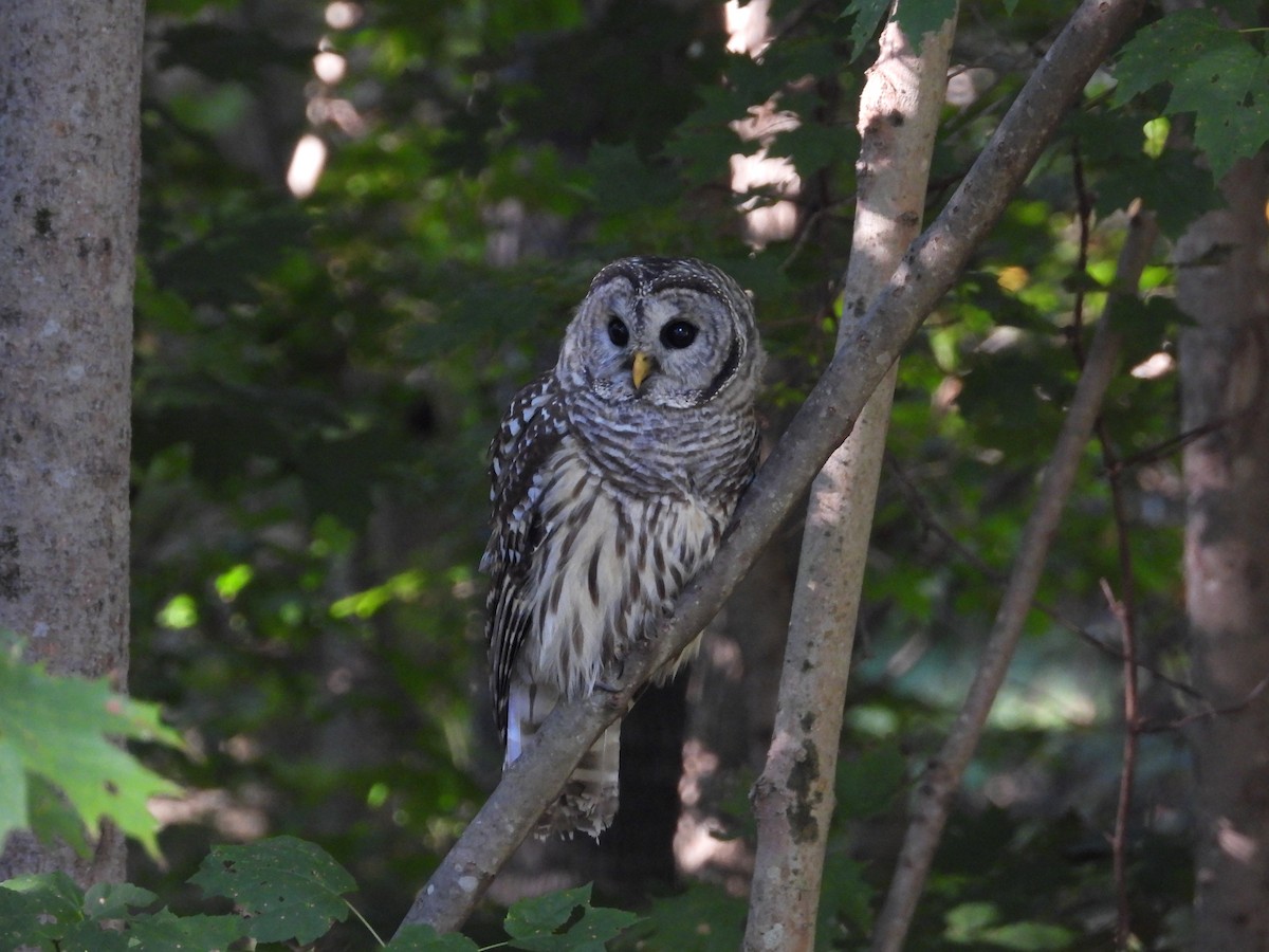 Barred Owl - ML623368831