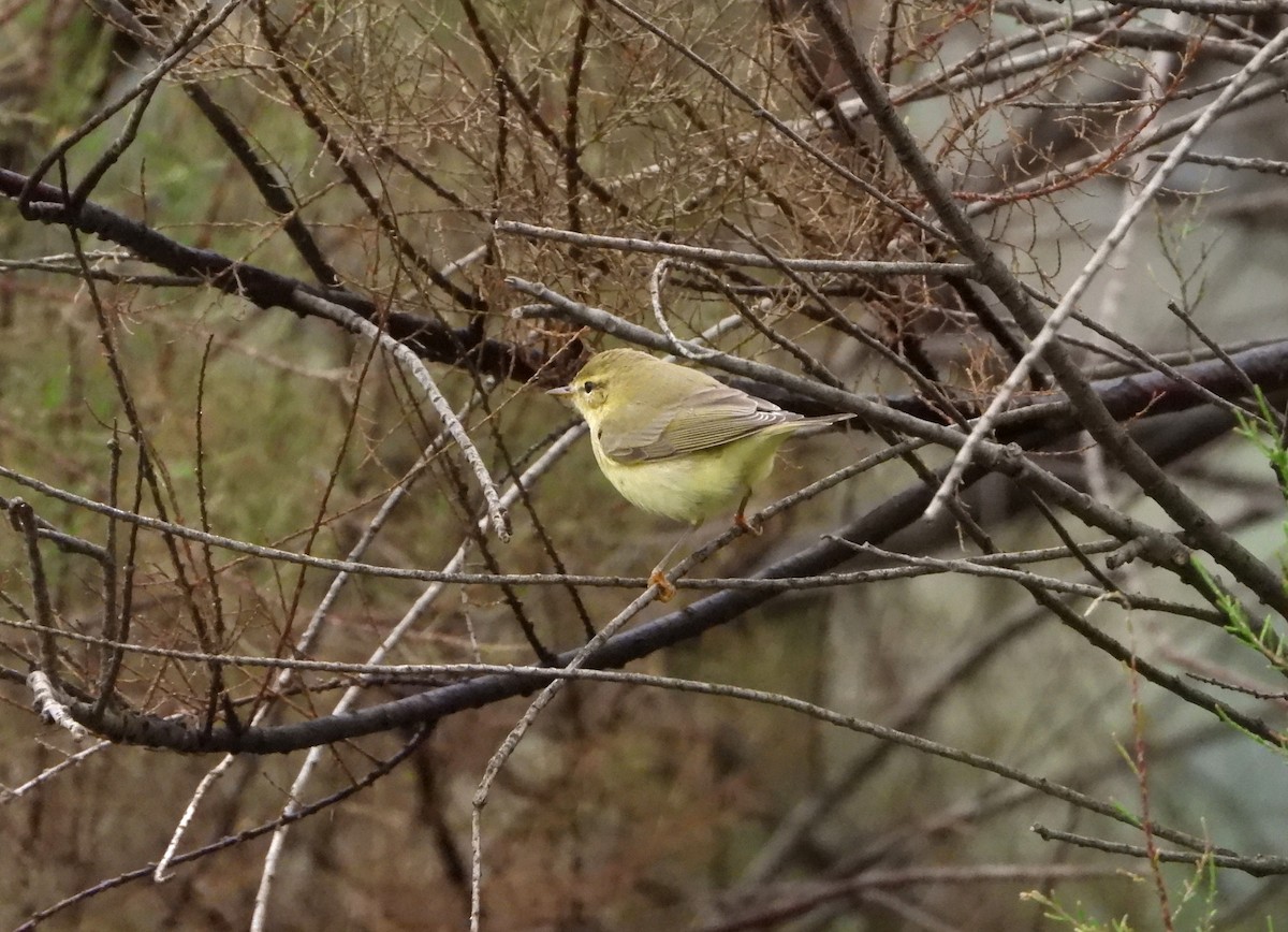 Willow Warbler - ML623368880