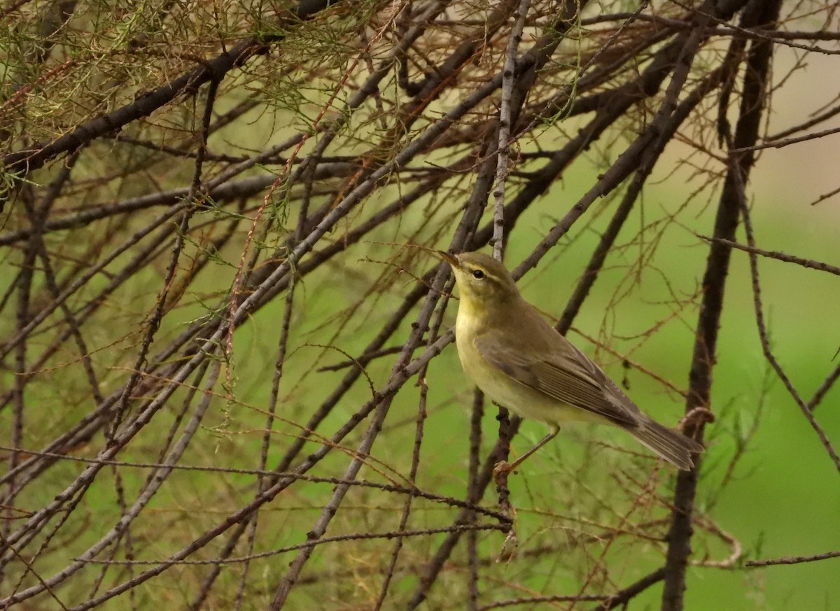 Willow Warbler - ML623368881