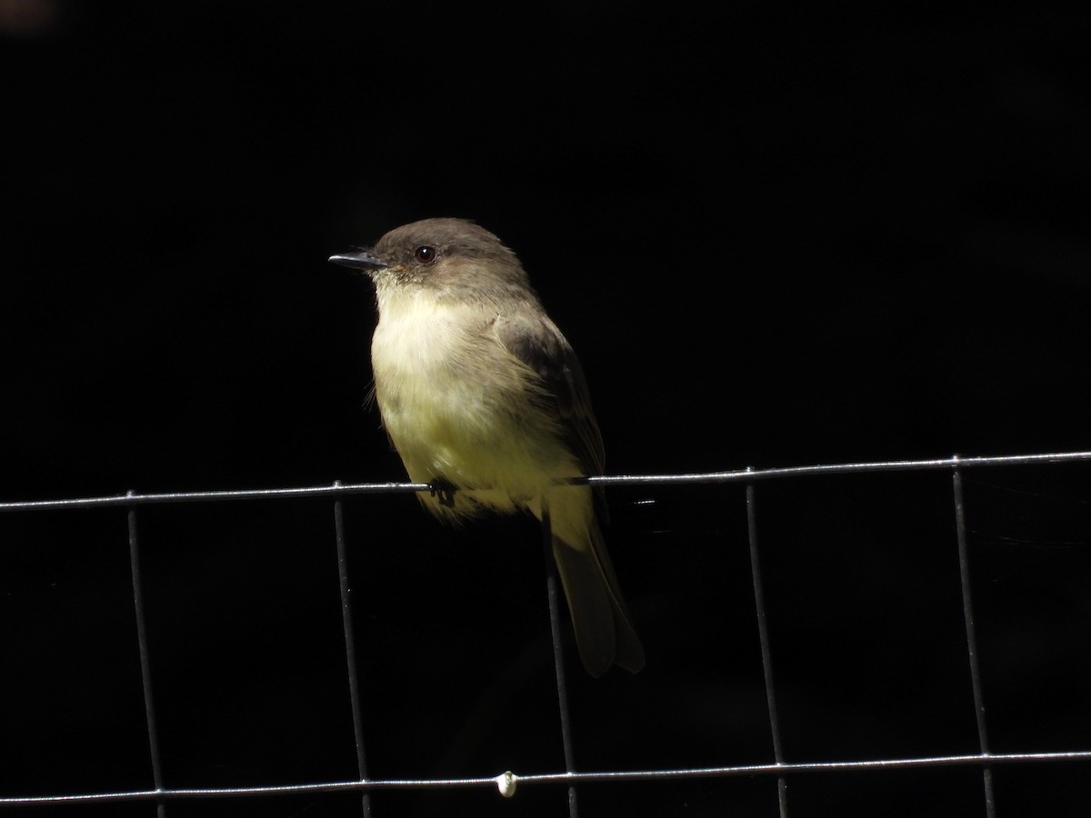 Eastern Phoebe - ML623368883