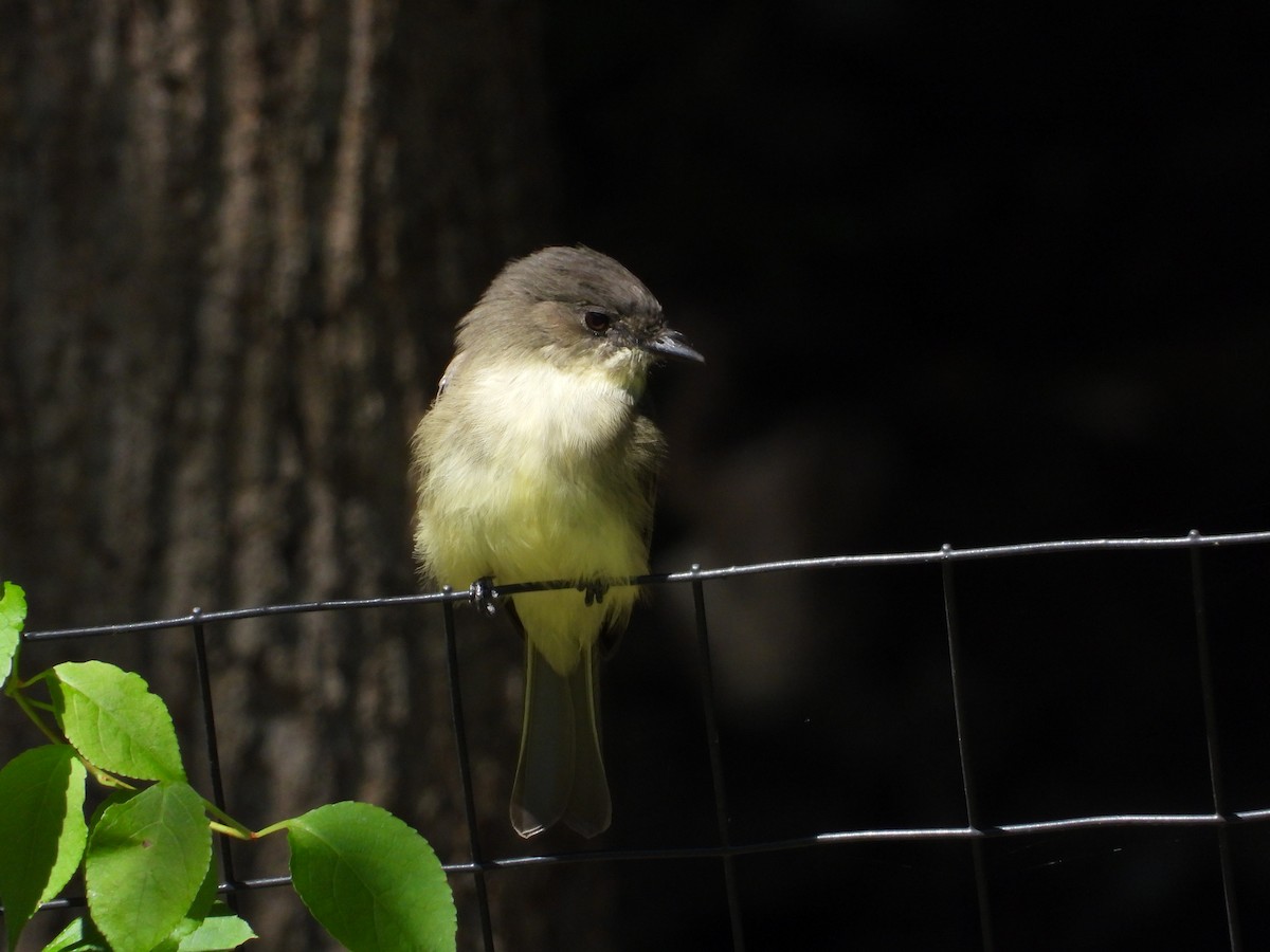 Eastern Phoebe - ML623368886