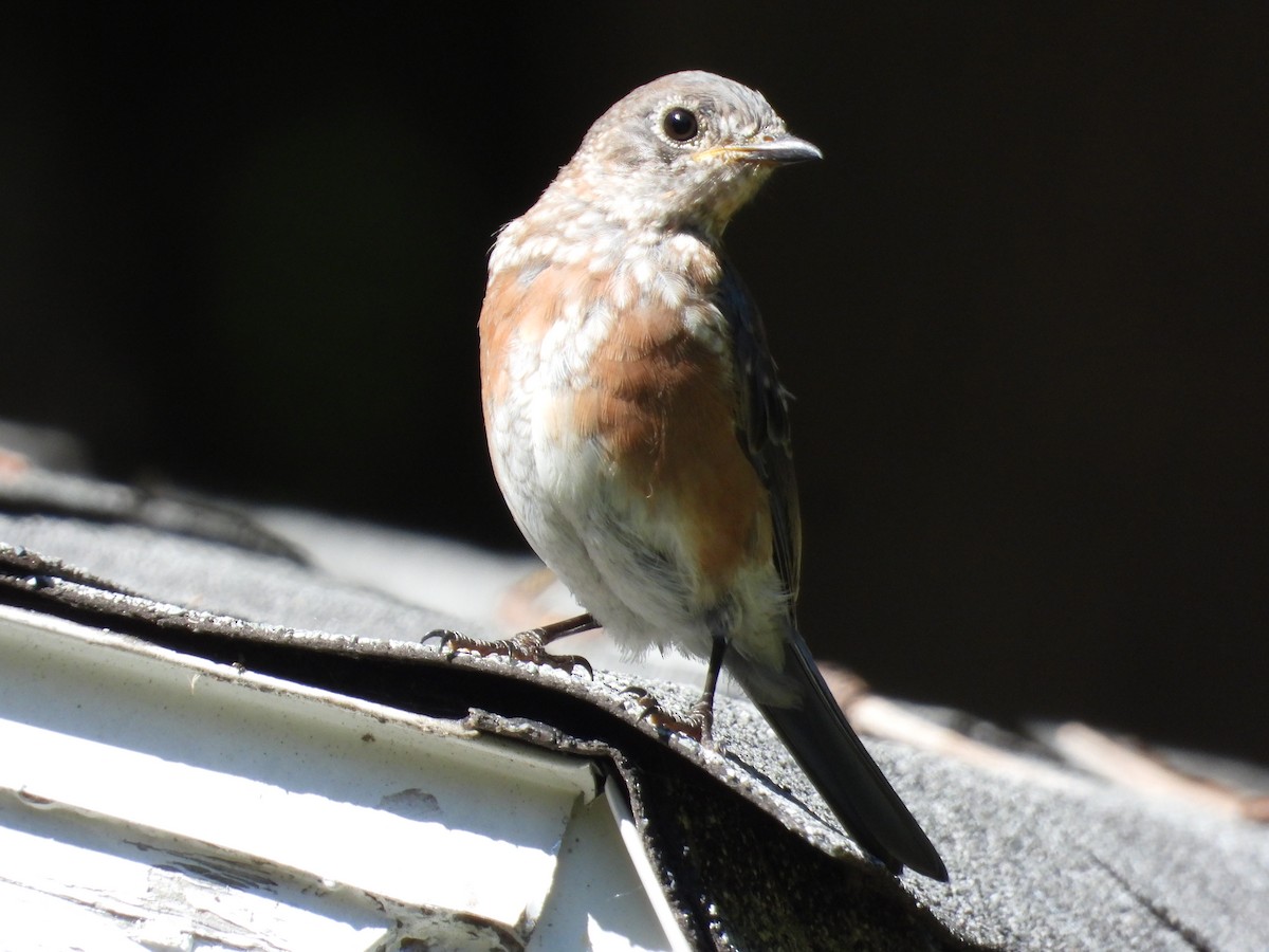 Eastern Bluebird - ML623368901