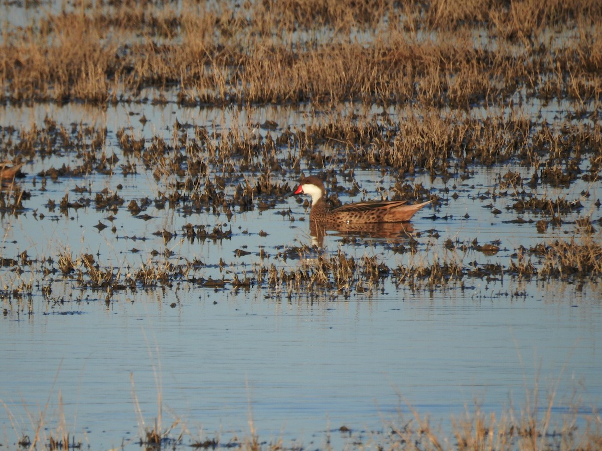 White-cheeked Pintail - ML623368956