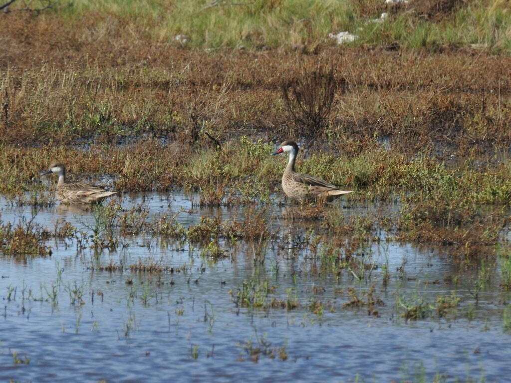 White-cheeked Pintail - ML623368957