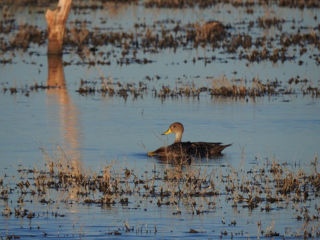 Yellow-billed Pintail - ML623368959