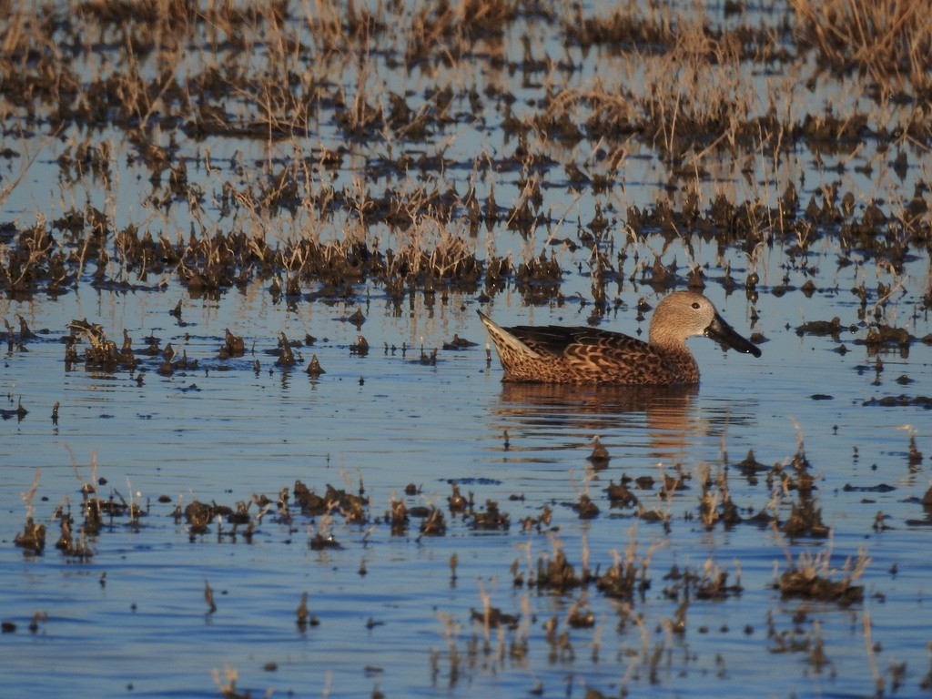 Red Shoveler - ML623368967