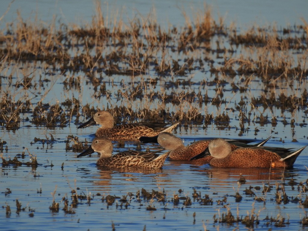 Red Shoveler - ML623368968