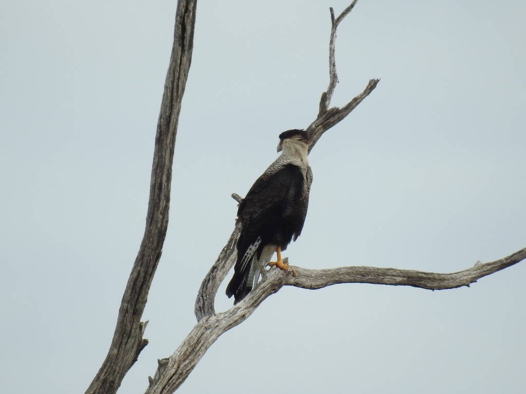 Crested Caracara - ML623368977