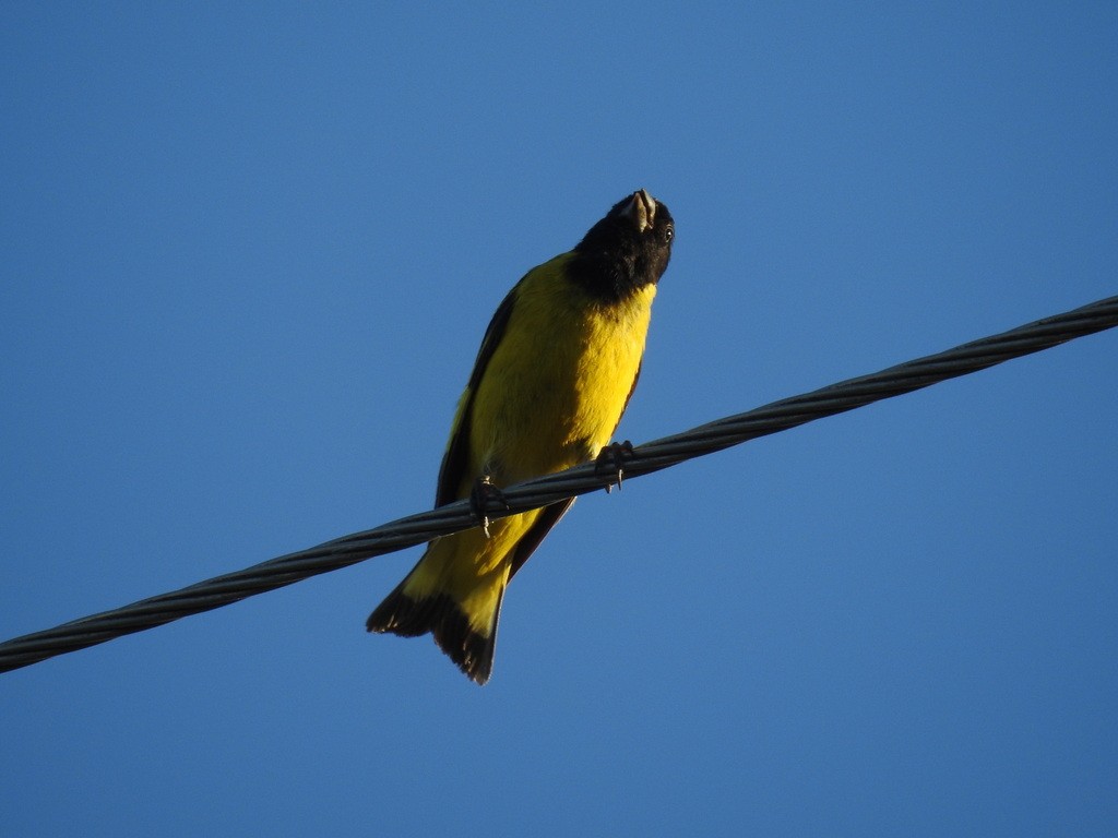 Hooded Siskin - ML623368981