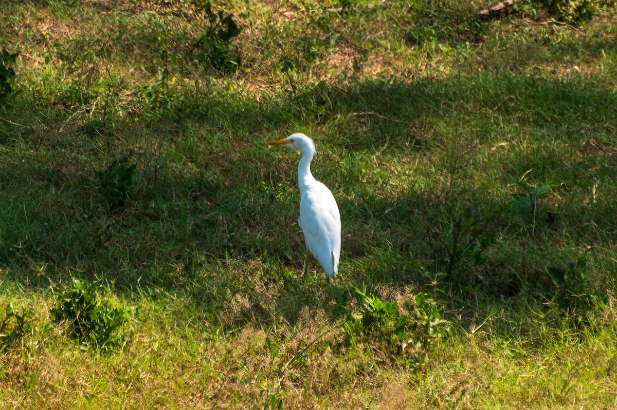 ニシアマサギ - ML623369004