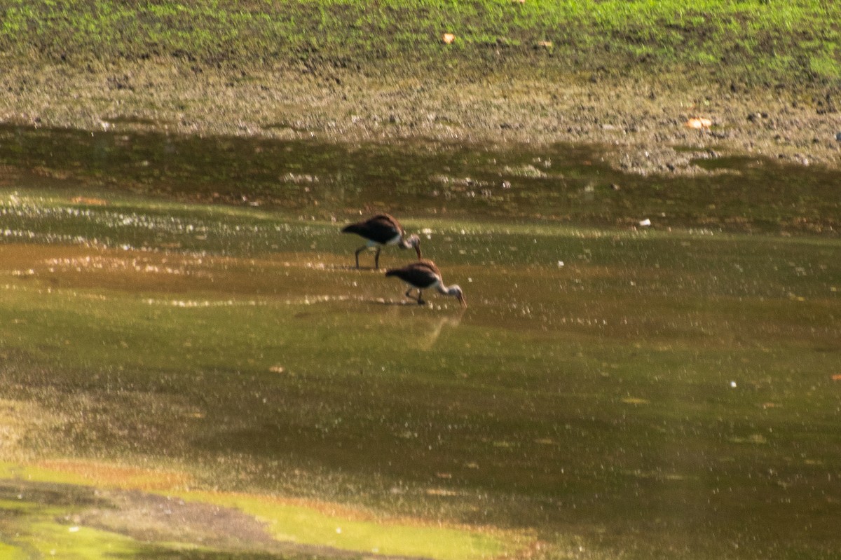 Glossy/White-faced Ibis - Dawn S