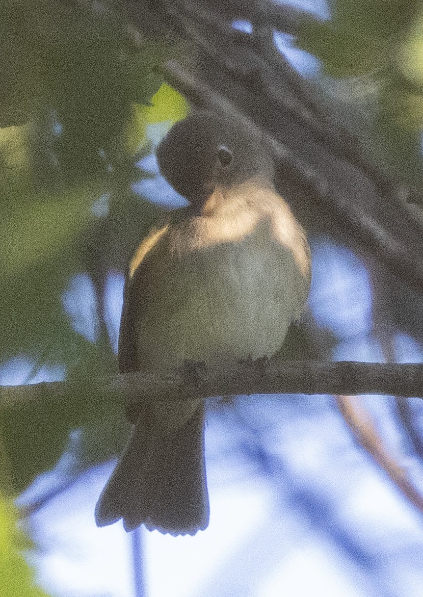 Least Flycatcher - ML623369012