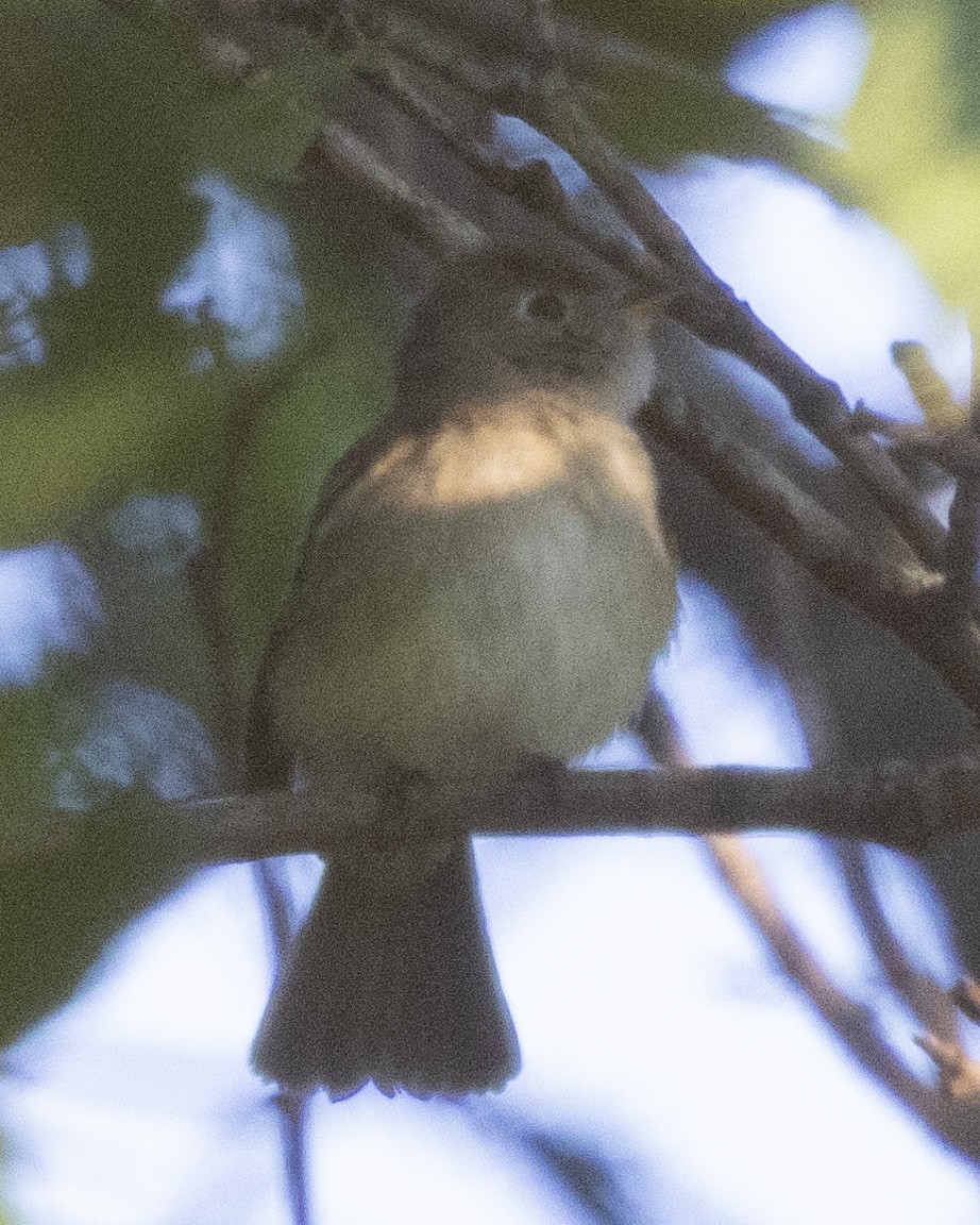 Least Flycatcher - ML623369013